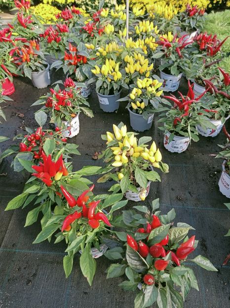 Img. 2021.09.30 - A -Magazin