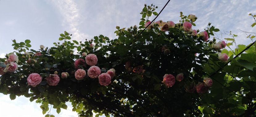  - Gradina mea 2021