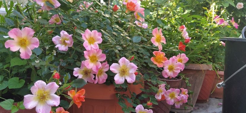  - Gradina mea 2021