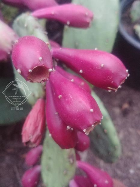 cactus de gradina4 - CACTUS opuntia HUMIFUSA