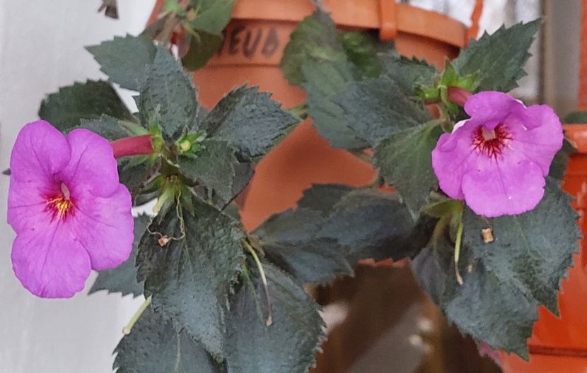  - TETRA KLAUS NEUBNER