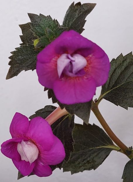  - PURPLE MYSTERY