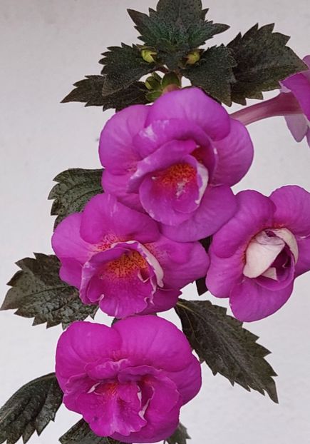  - PURPLE MYSTERY