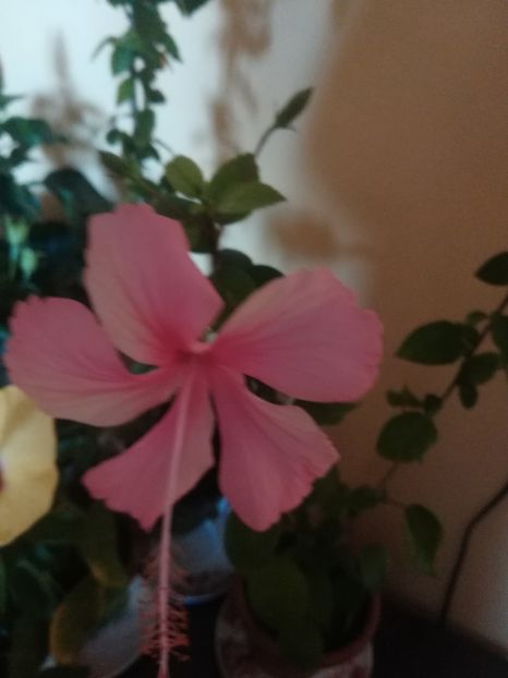 Dainty Pink - Hibiscus 2021