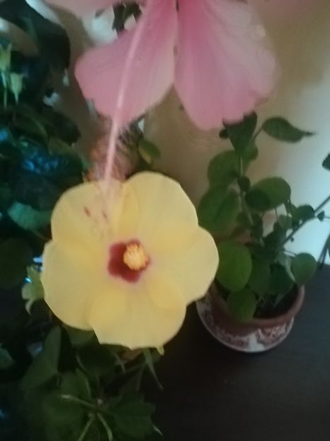 Adonicus Yelow - Hibiscus 2021