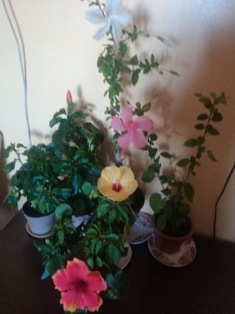  - Hibiscus 2021