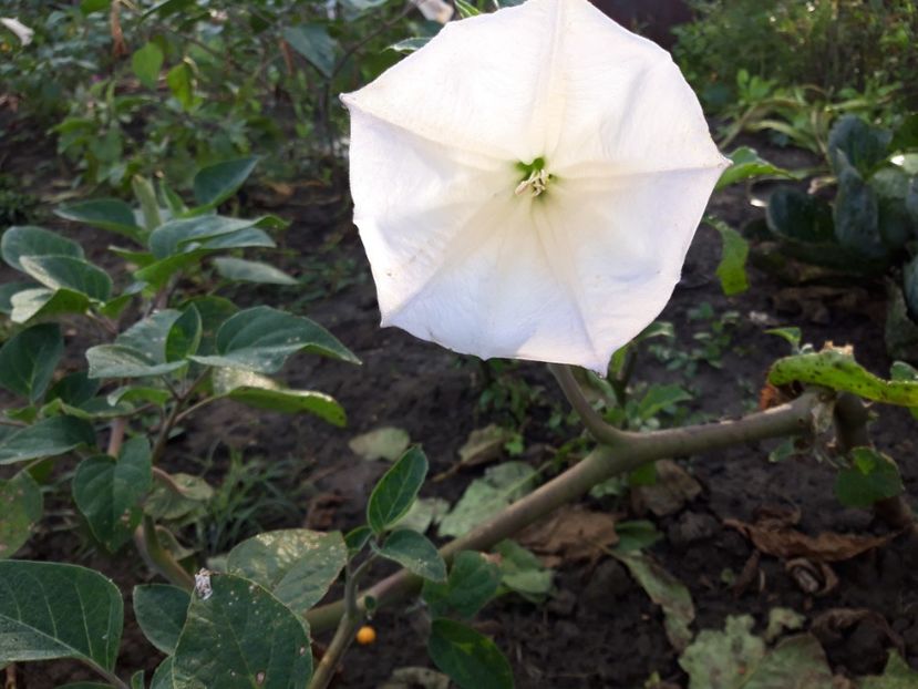  - Brugmasia si datura