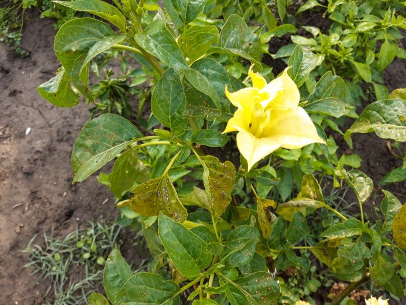  - Brugmasia si datura