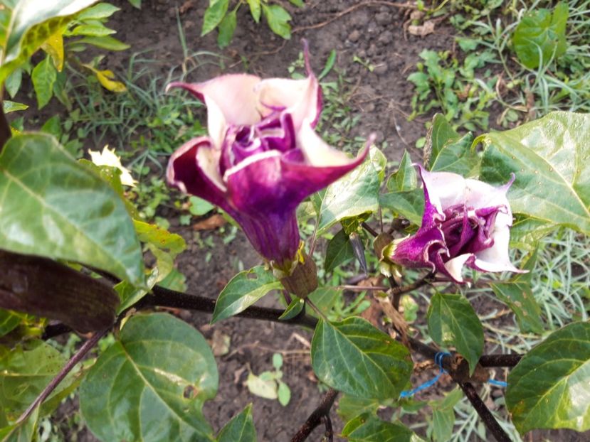  - Brugmasia si datura