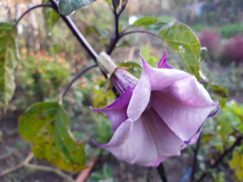  - Brugmasia si datura