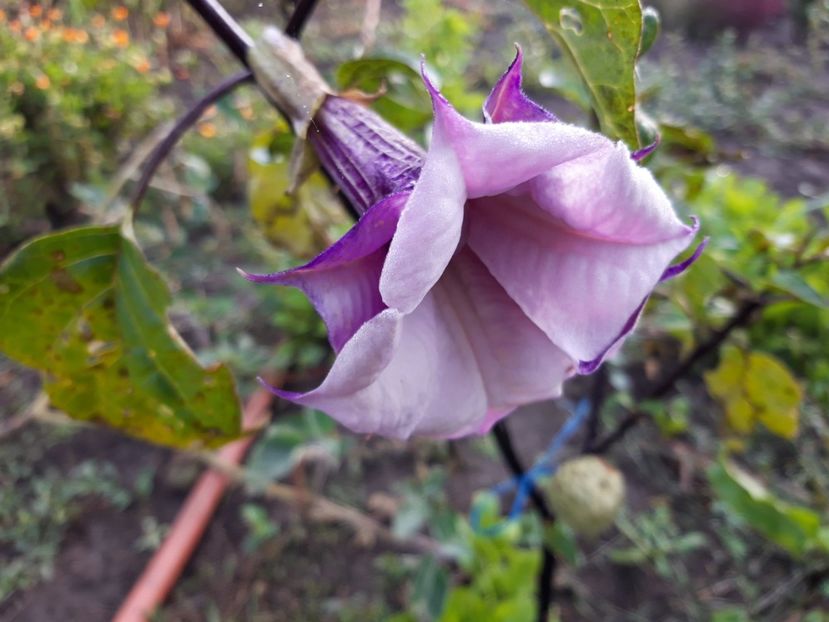  - Brugmasia si datura