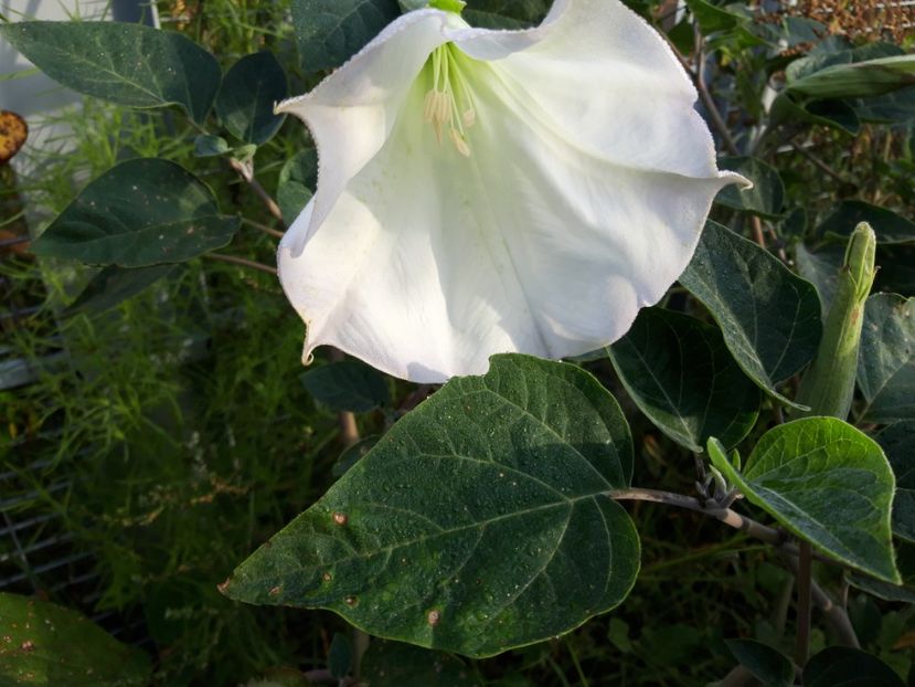 - Brugmasia si datura