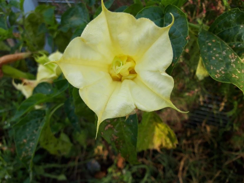  - Brugmasia si datura