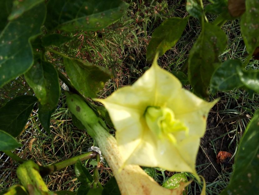  - Brugmasia si datura