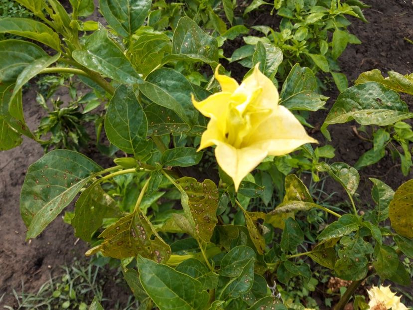  - Brugmasia si datura