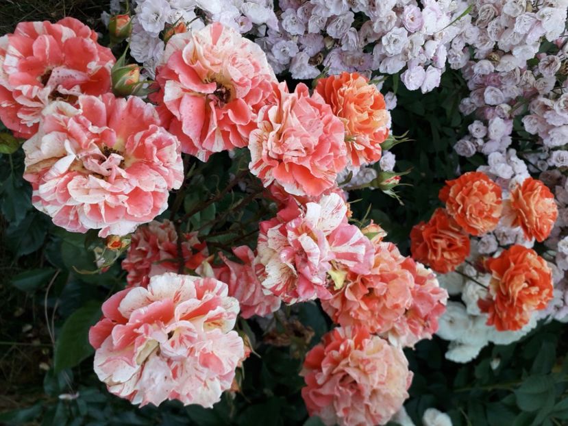  - 00 Disponibil toamna 2023