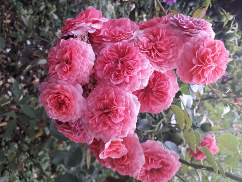  - 00 Disponibil toamna 2023