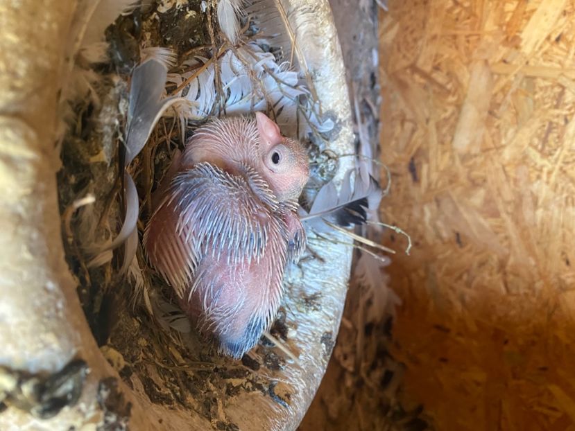 C97216AA-3205-4850-AB8C-26A167D282C6 - Jucatori de Galați