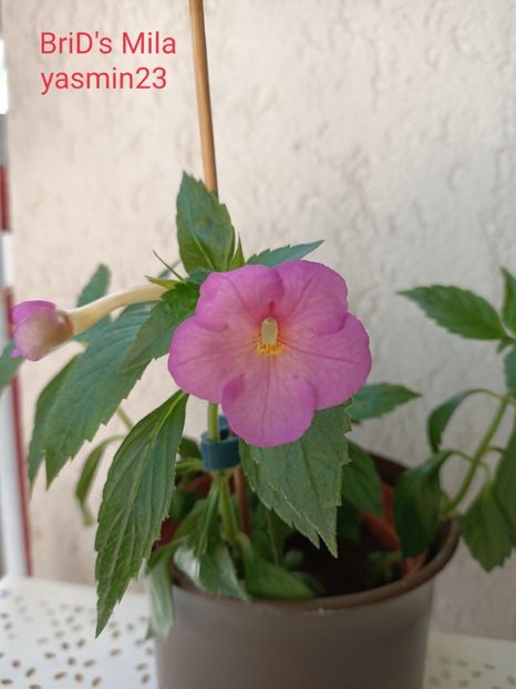 1.10.2021 - A-Achimenes BriDs