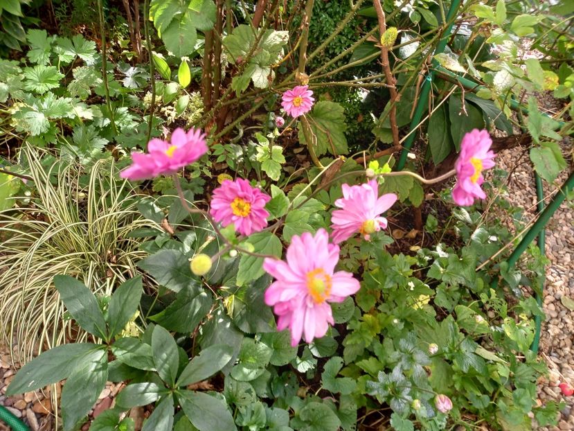 01.10.2021 - Grădina 2021 continuare 2