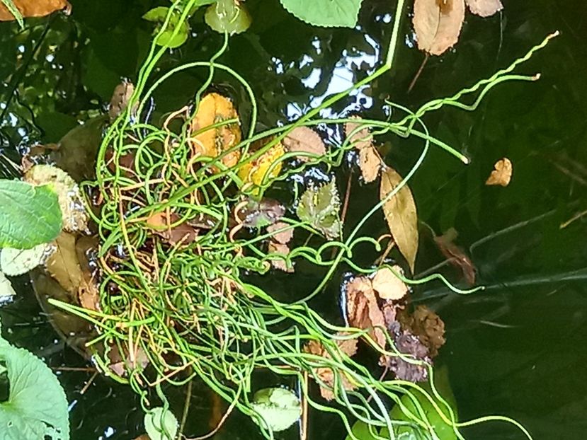  - Grădina 2021 continuare 2