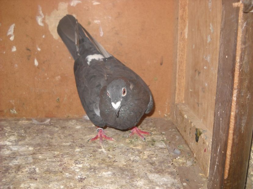  - UNDEVA IN SUCEAVA arhiva