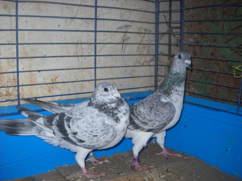  - PORUMBEI VANDUTI 2