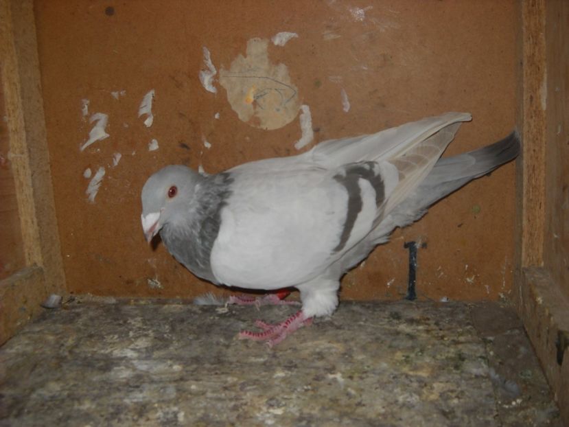  - PORUMBEI VANDUTI 2