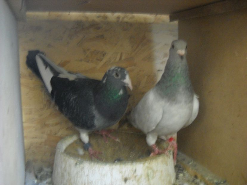 26 - UNDEVA IN SUCEAVA arhiva