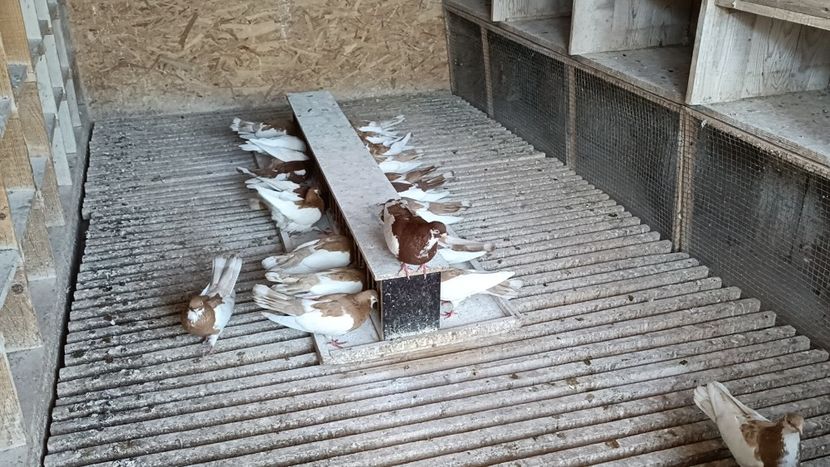 IMG20211001163045_01 - Pag de Iasi 2021