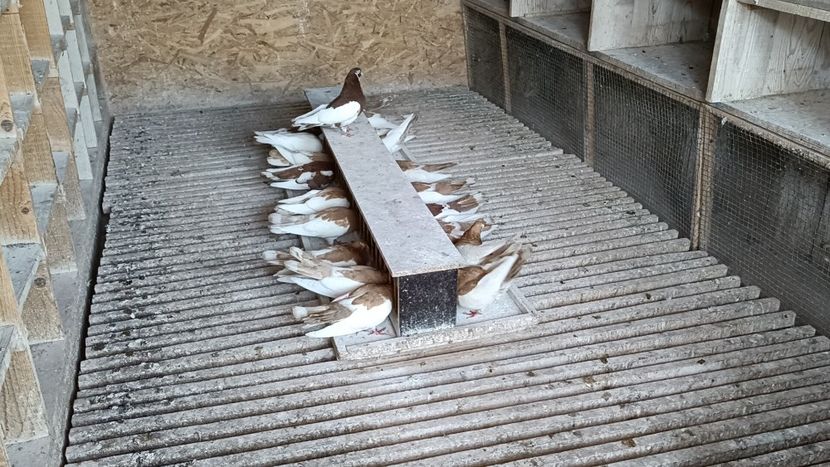 IMG20211001163040_01 - Pag de Iasi 2021