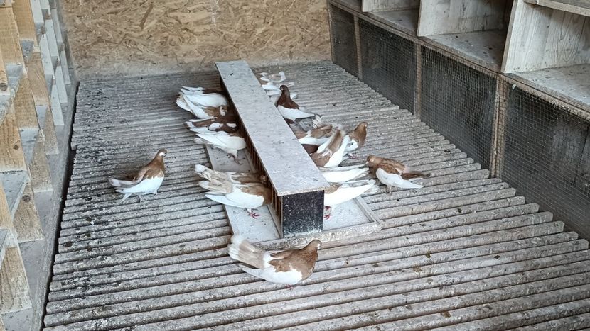 IMG20211001163037_01 - Pag de Iasi 2021