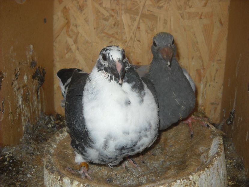  - UNDEVA IN SUCEAVA arhiva