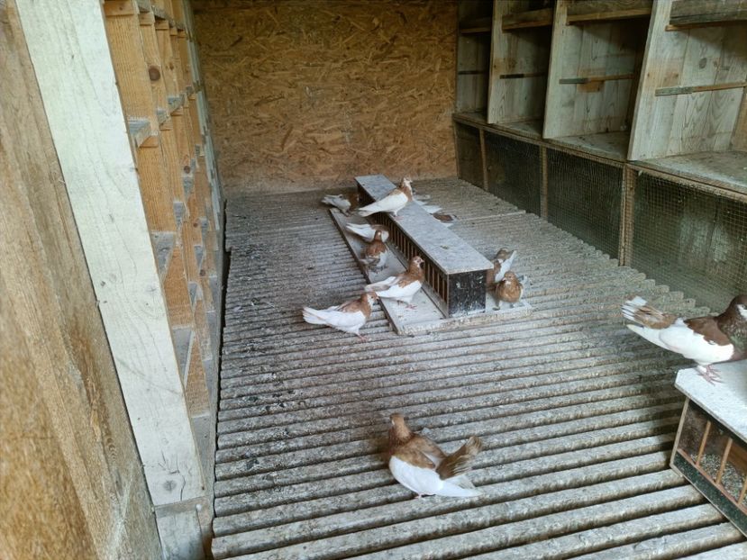 IMG20210930144531 - Pag de Iasi 2021