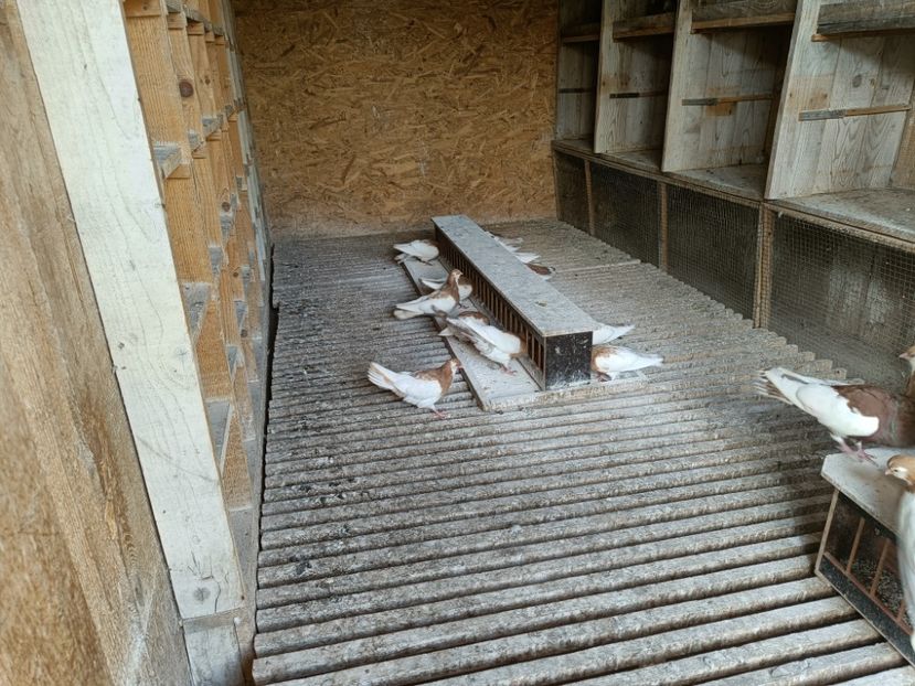 IMG20210930144529 - Pag de Iasi 2021