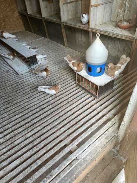 IMG20210930144455 - Pag de Iasi 2021