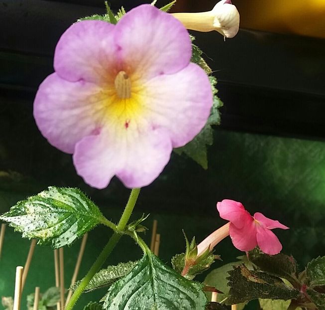 Sweet giant - Achimenes varietati - drumul florilor