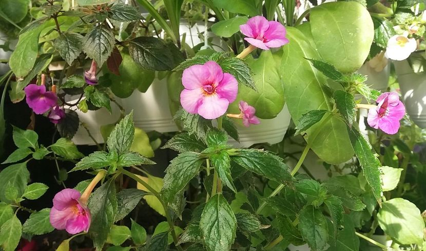 ? - Achimenes varietati - drumul florilor
