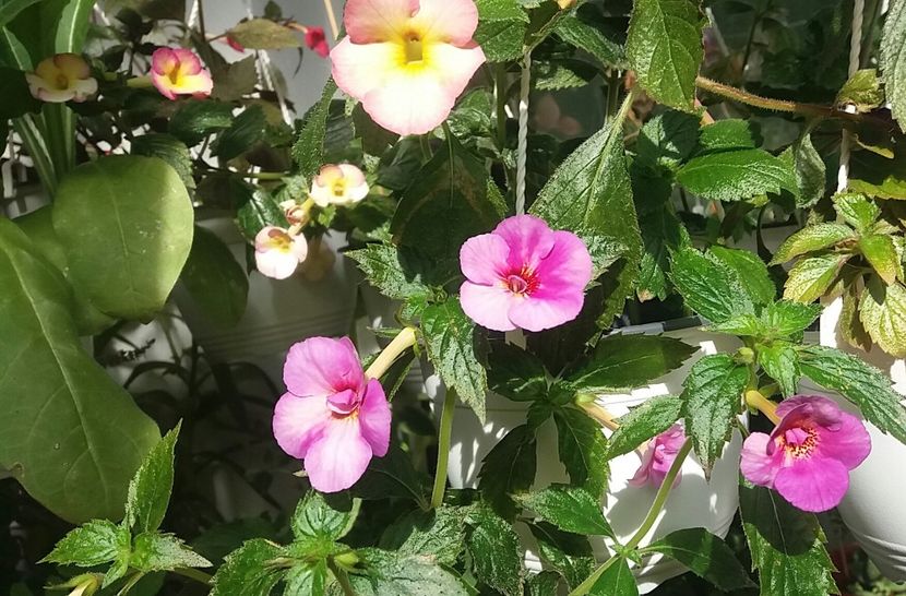  - Achimenes varietati - drumul florilor