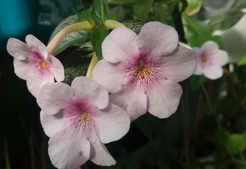 Dot - Achimenes varietati - drumul florilor