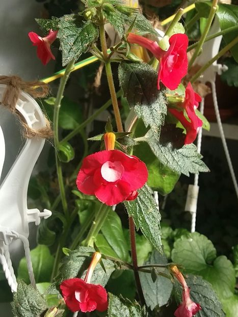  - Achimenes varietati - drumul florilor