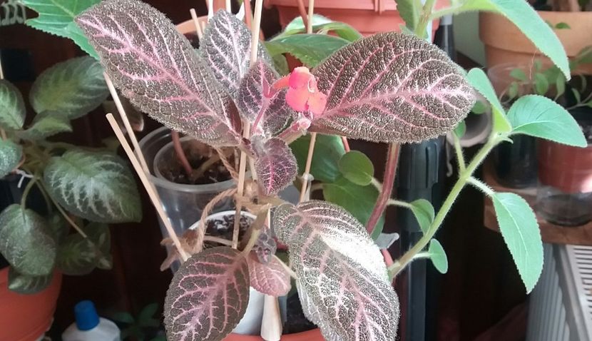  - Episcia