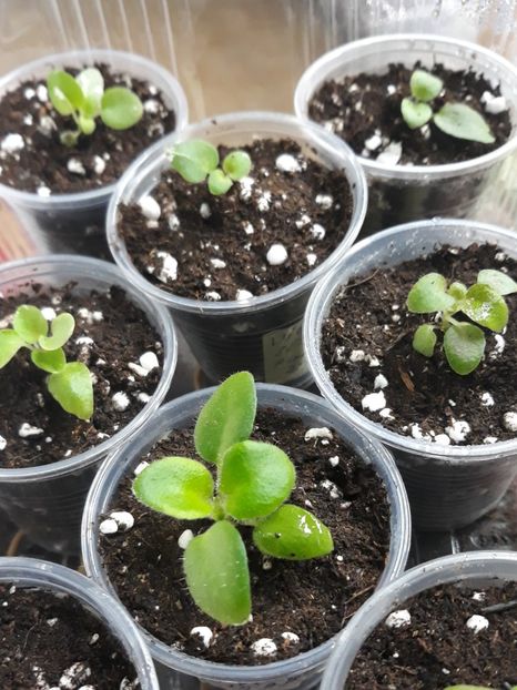 Violete de colecție, din  semințe - 1 1 Violete Africane de Colecție