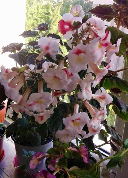  - Foarte multe varietatii inca nu au inflorit