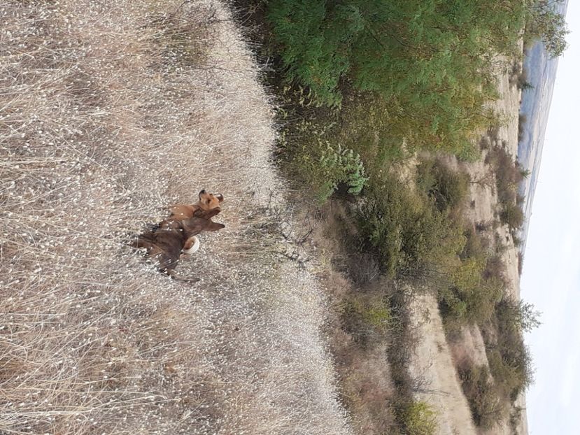  - Caini de sobolani-dihori-paza