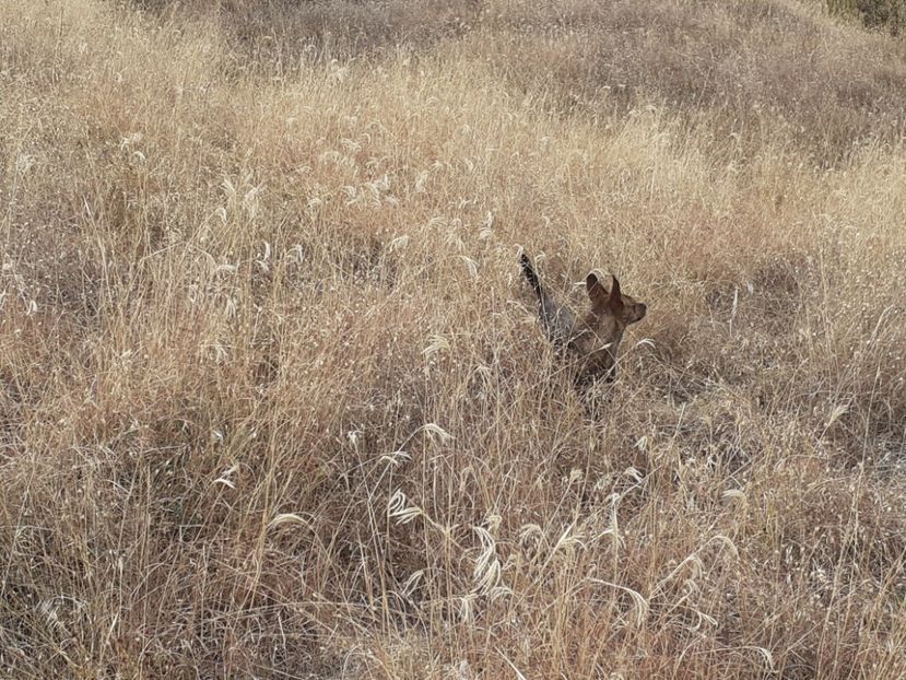  - Caini de sobolani-dihori-paza
