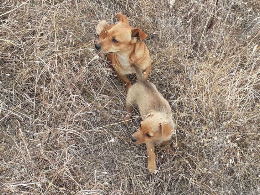  - Caini de sobolani-dihori-paza