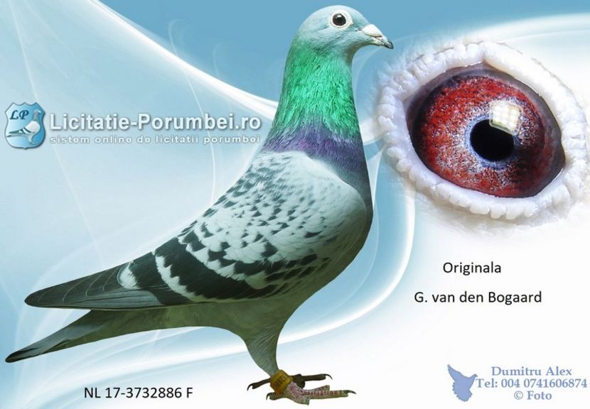  - Achizitii porumbei -2021