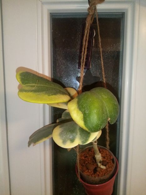 Hoya kerri albomarginata - 150 lei - Hoya de vânzare