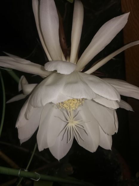  - alte plante de interior